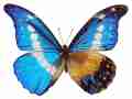 Morpho rhetenor helena mosaic gynandromorph (Internet Image property of respective owner, non-commercial use only)